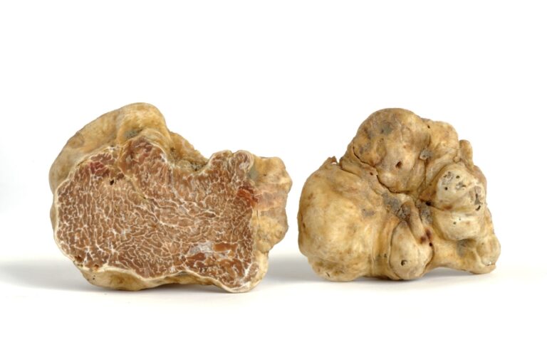 tartufo-bianco