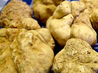 tartufi-dalba-elio-ratti-3