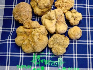 tartufi-dalba-elio-ratti-7