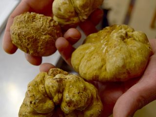 tartufi-dalba-elio-ratti-9