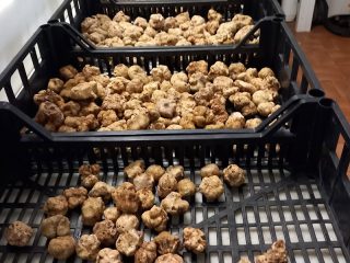 tartufiratti_foto2024_02