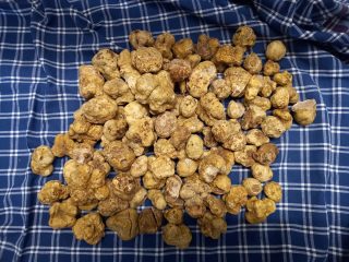 tartufiratti_foto2024_11