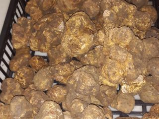 tartufiratti_foto2024_14